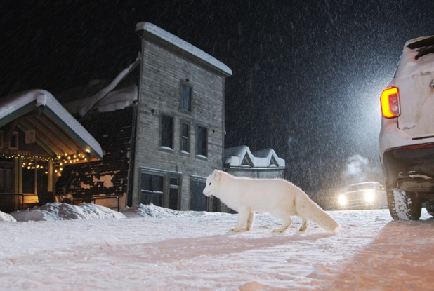 Kina & Yuk : renards de la banquise - voiture