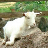 Ferme de l'Ouch Babin