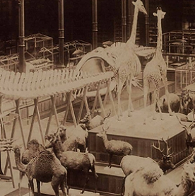 Museum à la Belle époque