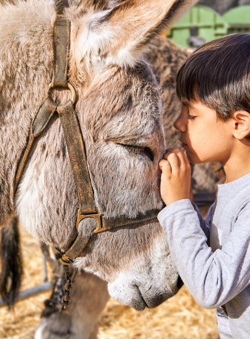 Fête aux ânes : Un petit garçon colle sa tête à celle d'un âne