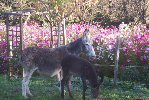 Asinerie d'Embazac : anesse et petit ane