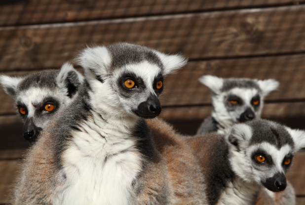 Lémuriens à Kid's Island