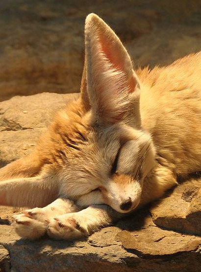 Les vacances d'été au Zoo de Lille
