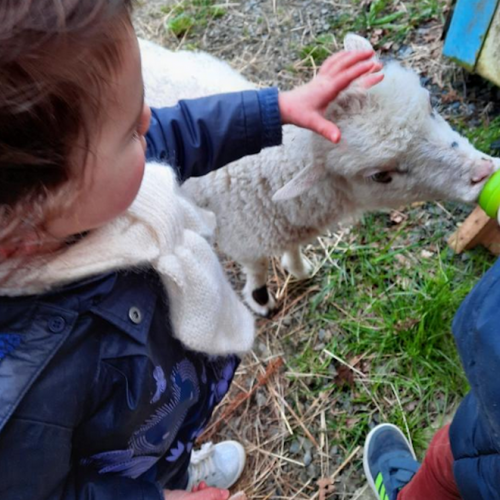 La petite ferme d'Heïdi : animaux avec les enfants