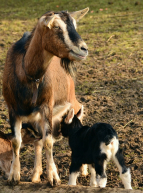 Maman chèvre et ses petits.