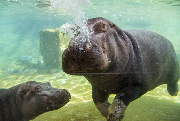 Hippopotames amphibie à Beauval