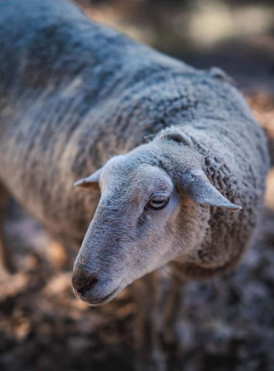 Ferme Domaine de la Tour : Mouton