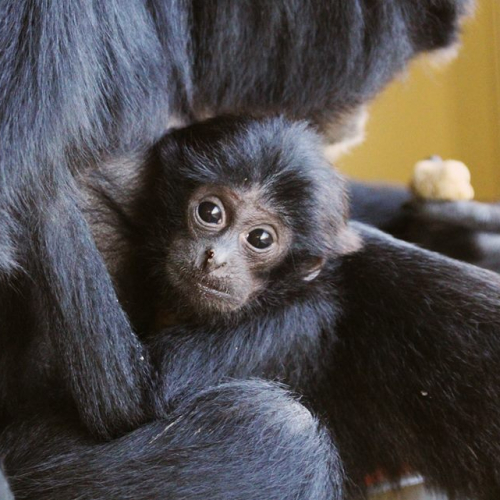 Parc animalier d'Auvergne
