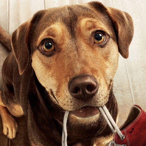 L'incroyable aventure de Bella