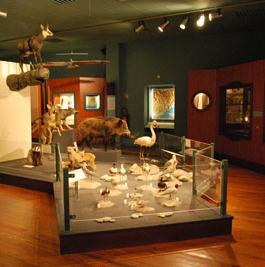 Museum d'histoire naturelle