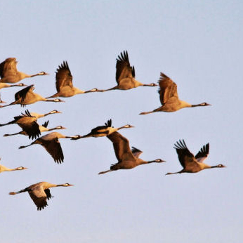 Envol des grues cendrées