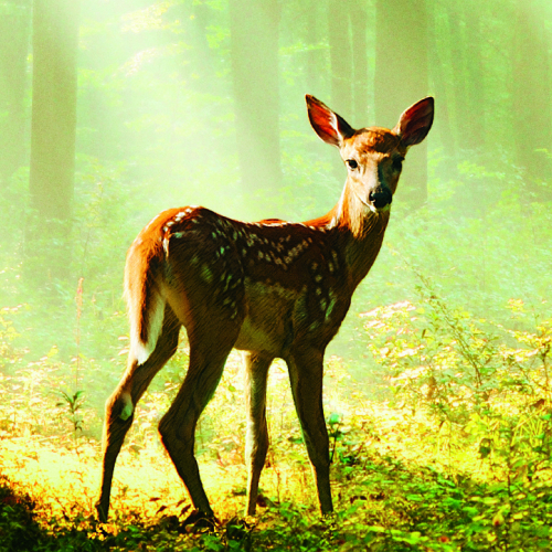 Bambi, L’histoire d’une  vie dans les bois : affiche