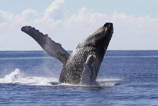 Explore Viva - Baleine