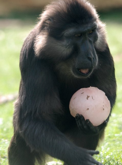 Pâques au Zoo de Thoiry @Julie Platel