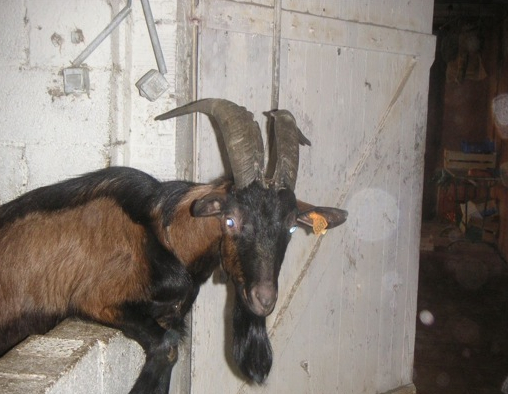 Ferme d'En Barrus  : chèvre