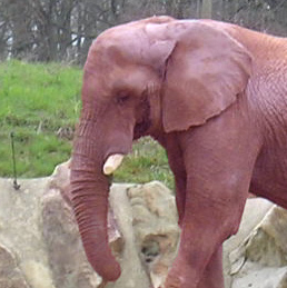 Elephant rose du 1er avril