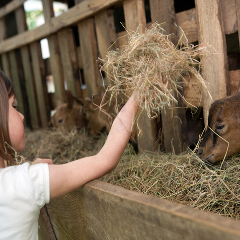 La Ferme de Coubertin : chevreaux