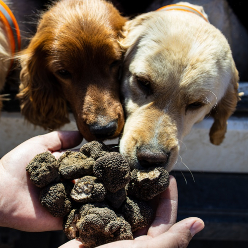 Marché de la truffe à Villeneuve-Loubet : Trois chiens reniflent des truffes dans les mains d'un homme