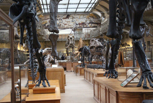 Musée d'Histoire naturelle de Paris