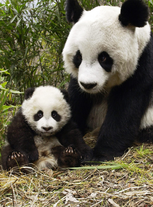 Ateliers Qi Panda