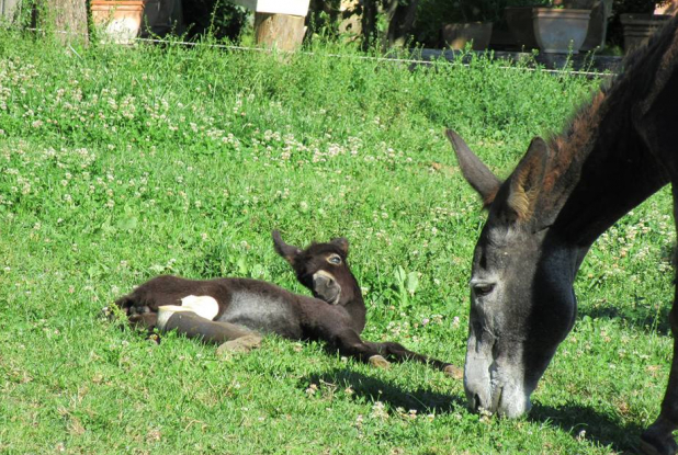 Asinerie d'Embazac : anesse et son bébé