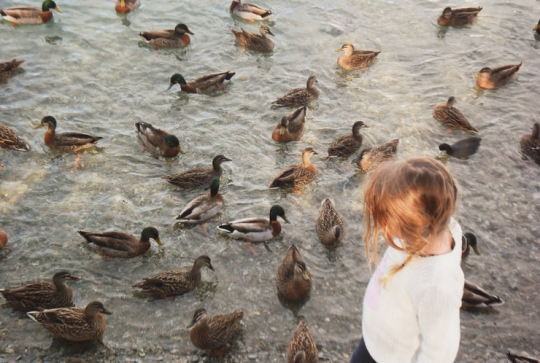 Activités nature en Ille et Vilaine
