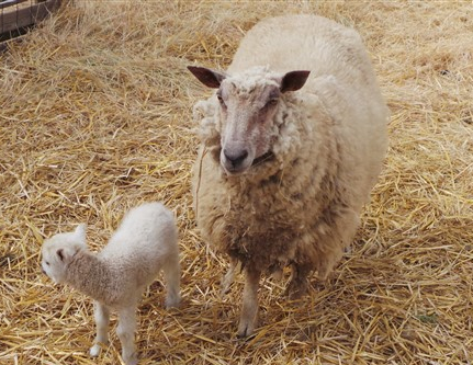 Ferme de la Chebuette : moutons