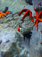 aquarium-etoile-de-mer