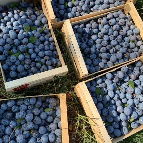 Fête de la prune de Brignoles