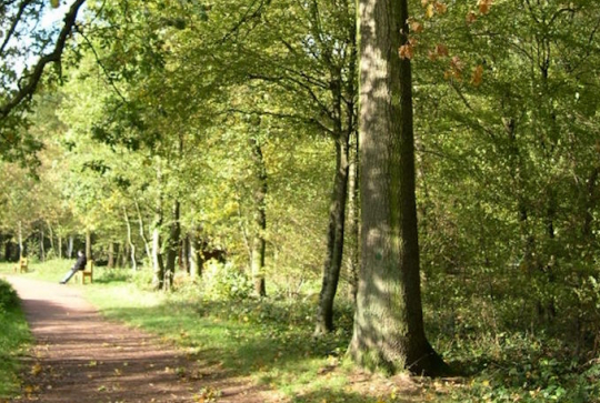 Forêt de Phalempin