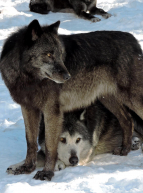 Les loups du parc Alpha sous la neige