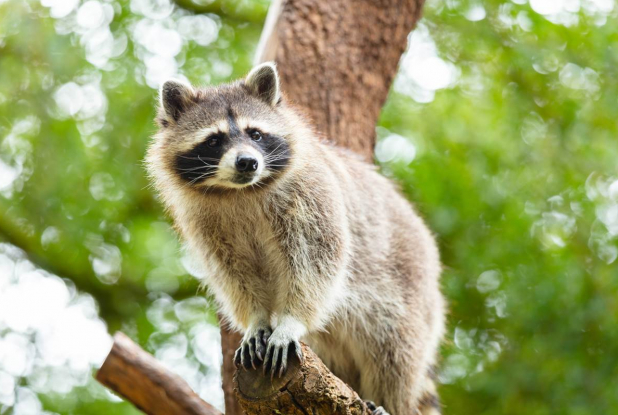 Parc Animalier de Gramat