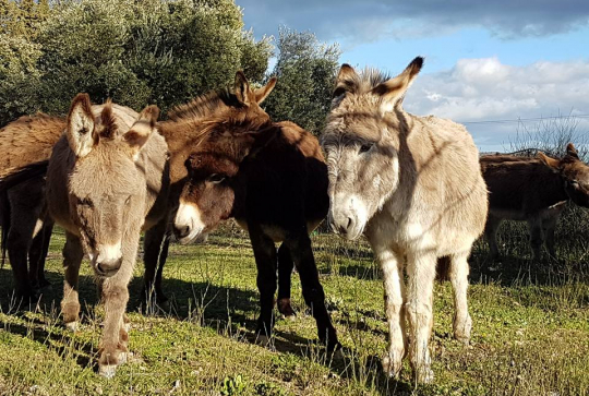 Ferme pédagogique du Dolmen