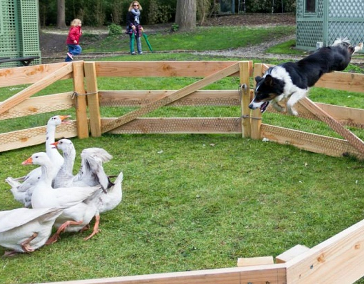 Potager des Princes - Chien de berger
