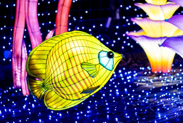 Festival Lumières Sauvages