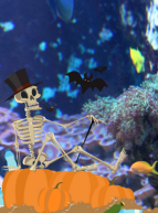 Halloween 2020 à l'aquarium de Saint-Malo