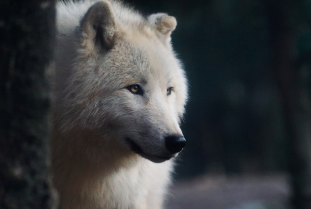 Zoo d'Amnéville : loup blanc