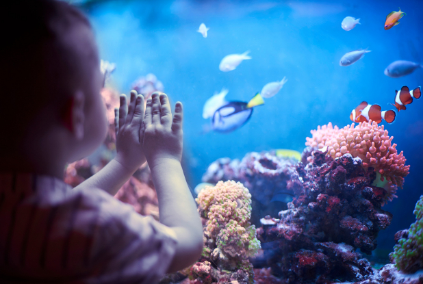 Enfant à l'Aquarium de Lyon