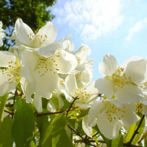 Fête du Jasmin à Grasse
