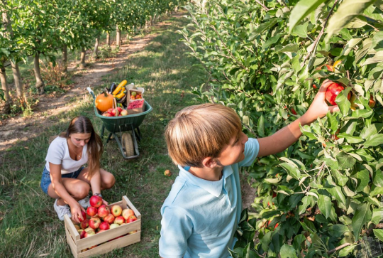 Cueillette de Hoymille : Un petit garçon et une jeune femme récoltent des pommes dans un verger