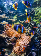 Océarium - Le grand aquarium du Croisic en famille