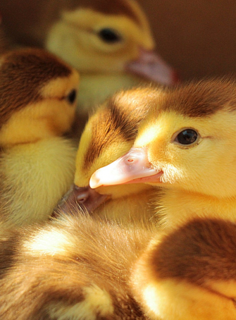 Chasse aux œufs de Pâques dans 7 fermes du Nord