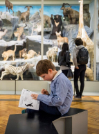 Musée d'Histoire Naturelle de Lille