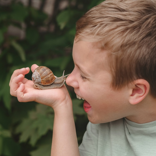 Ferme hélicicole de Comines : Un escagot touche le bout du nez d'un petit garçon
