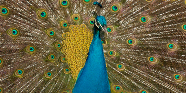 Parc Zoologique et Château de Thoiry