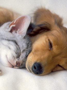 Chiot et chaton