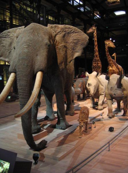 Museum Histoire naturelle