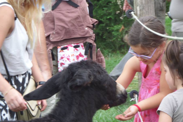 Asinerie d'Embazac : au contact des animaux