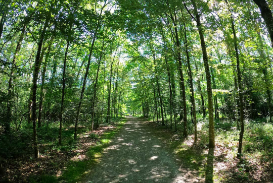 Bois de la Sillandais