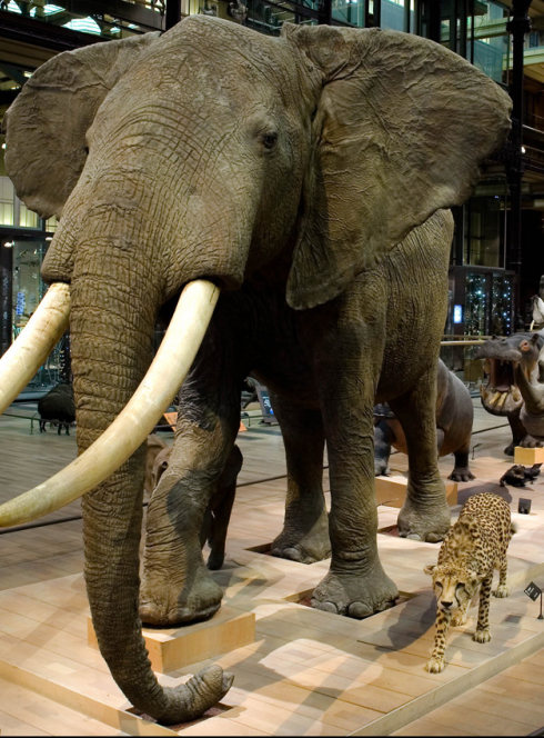 20 ans - Rénovation du spectacle lumière et son